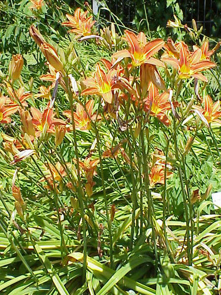 Soubor:Hemerocallis fulva1.jpg