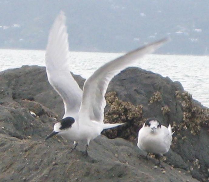 Soubor:White-fronted Terns.jpg