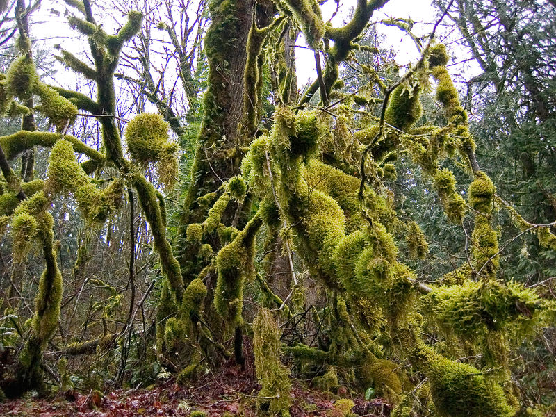 Soubor:Mossopolis.jpg