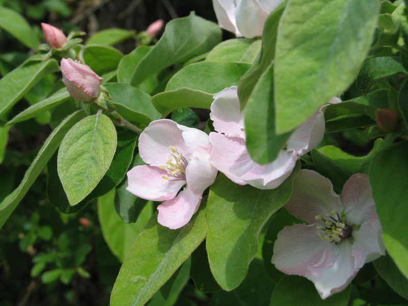 Soubor:Fleurs-et-feuilles-de-cognassier.jpg