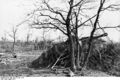 Bundesarchiv Bild 101I-311-0913-23, Italien, getarnte Panzer in Stellung.jpg