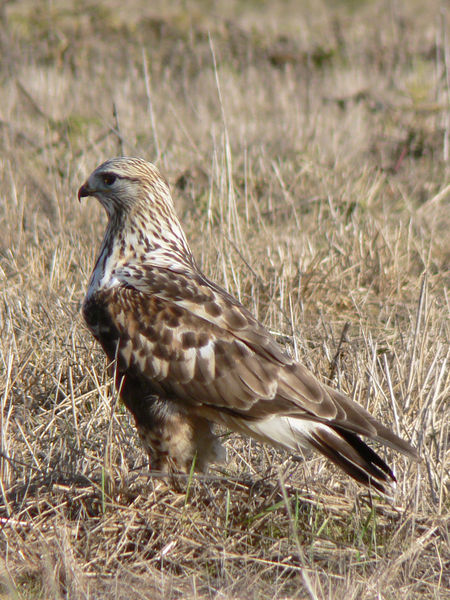 Soubor:Buteo lagopus 29283.JPG