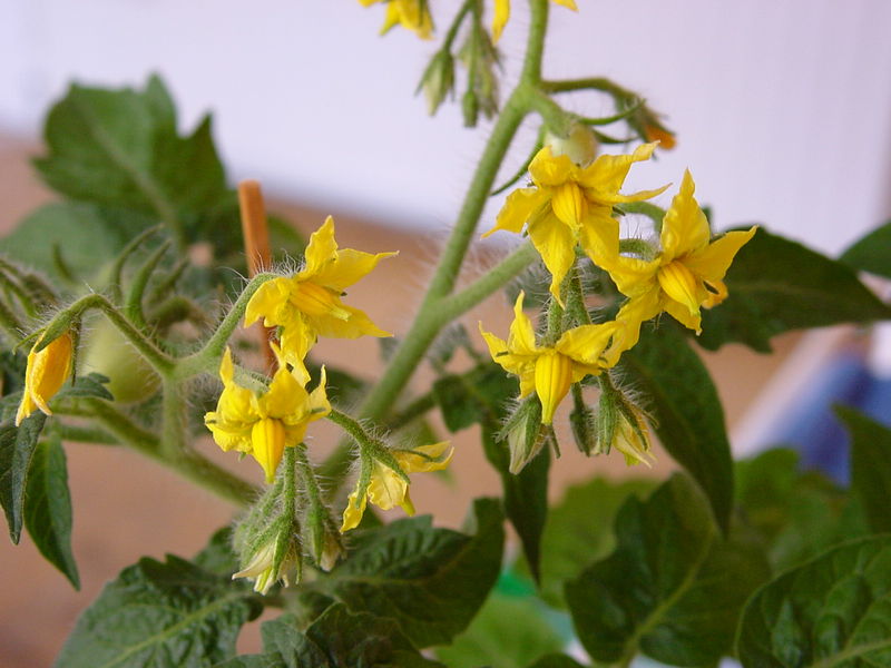 Soubor:Tomato flowers.jpeg