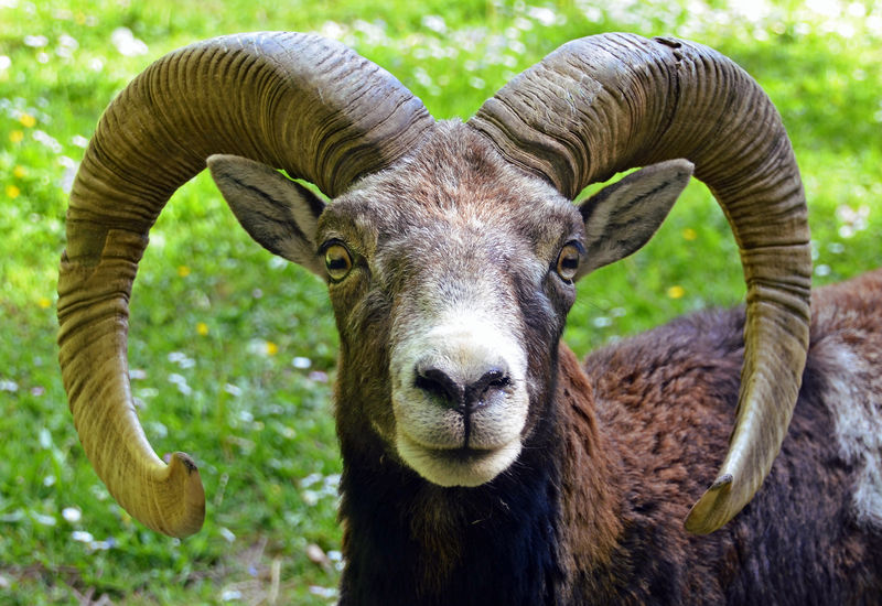 Soubor:Mouflon Corse.jpg