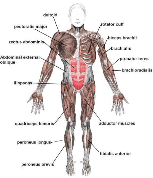 Soubor:Muscles anterior labeled.png