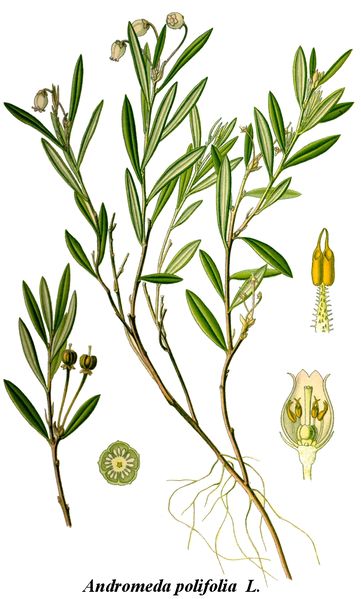 Soubor:Cleaned-Illustration Andromeda polifolia.jpg