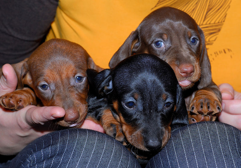 Soubor:Smooth Dachshund puppies.jpg