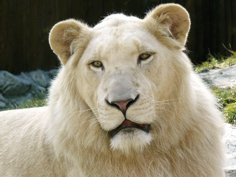 Soubor:White Lion.jpg