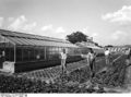 Bundesarchiv B 145 Bild-F003801-0001, Bonn-Bad Godesberg, Versuchsgärtnerei.jpg