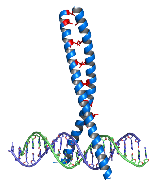 Soubor:Leucine zipper.png