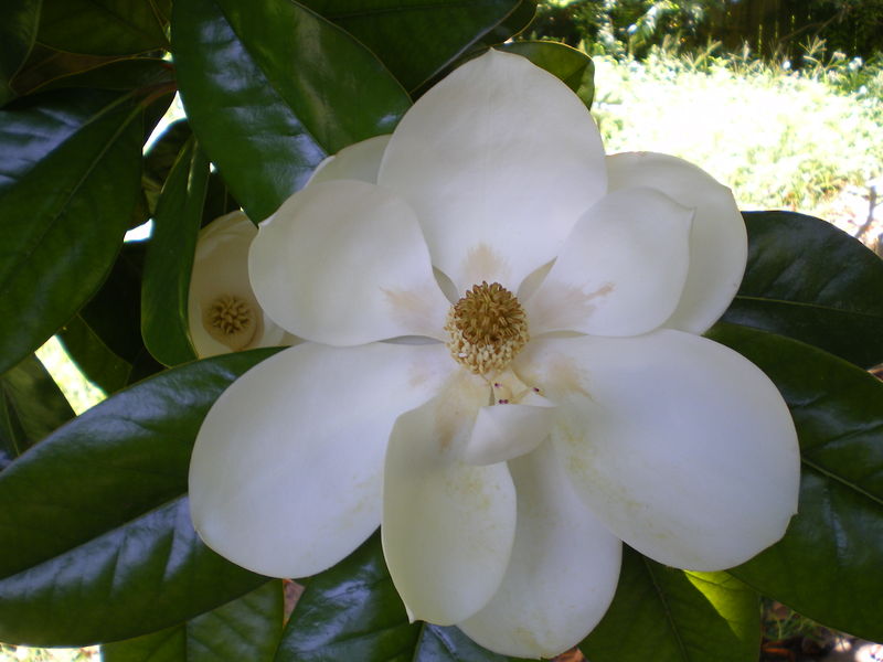 Soubor:Magnolia grandiflora flower.JPG