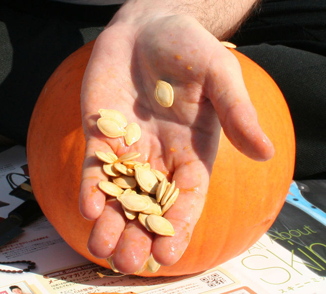 Soubor:Pumpkin seeds in hand.jpg