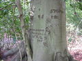 "The Naked Lady of the woods" Boundless valley - geograph.org.uk - 964083.jpg