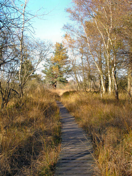 Soubor:Hohes Venn Herbst Weg.JPG