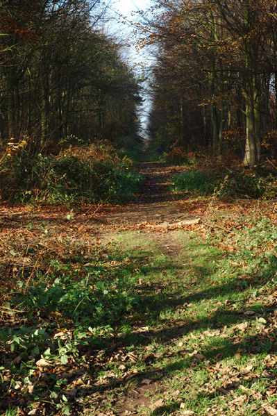 Soubor:Heath Wood (2) - geograph.org.uk - 286628.jpg