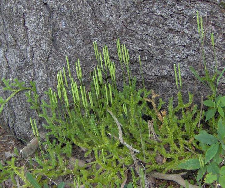 Soubor:Lycopodium clavatum.jpg