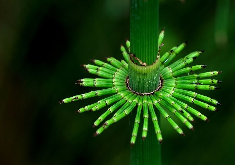 Soubor:Equisetum pratense Luc Viatour.jpg