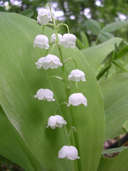 Soubor:Convallaria-oliv-r2.jpg