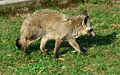 Otocyon megalotis Dvur zoo 2.jpg