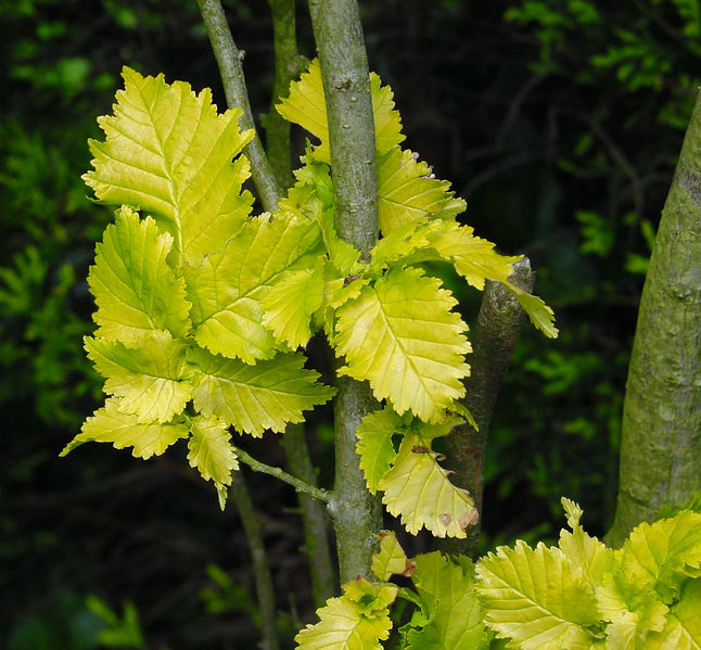 Soubor:Ulmus wredei A.jpg