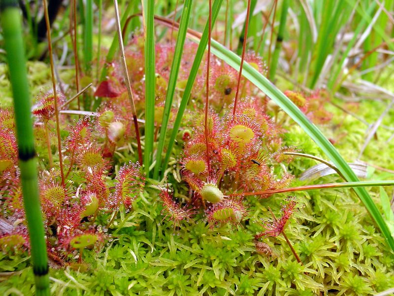 Soubor:Drosera rotundifolia habitat.jpg