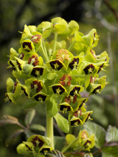 Soubor:Euphorbia characias (flowers).jpg