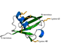 Ubiquitin cartoon-2-.png