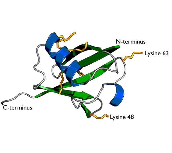 Soubor:Ubiquitin cartoon-2-.png