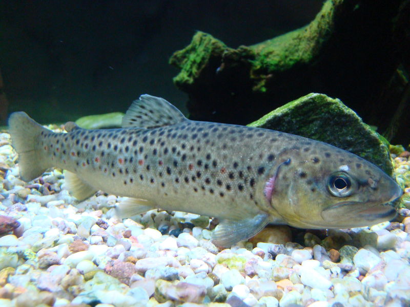 Soubor:Brown trout.JPG