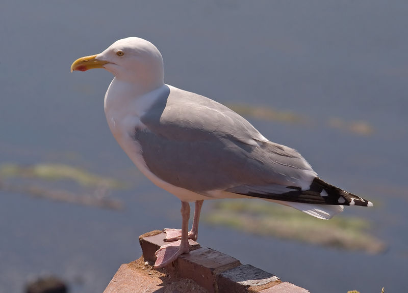 Soubor:Larus argentatus01.jpg