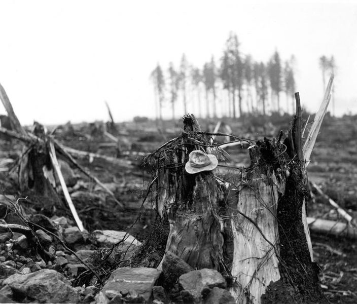 Soubor:Lituya Bay damage detail.jpg