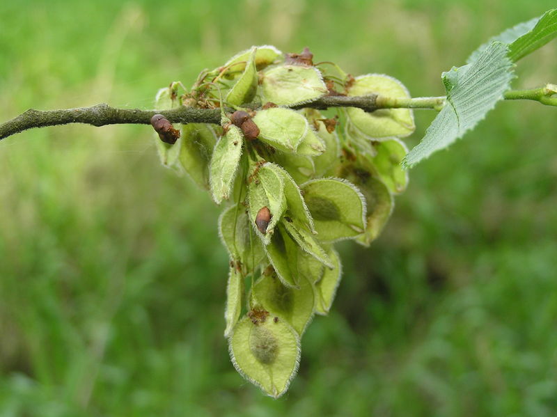 Soubor:Ulmus laevis1.JPG