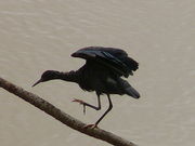 Egretta ardesiaca 0004.jpg