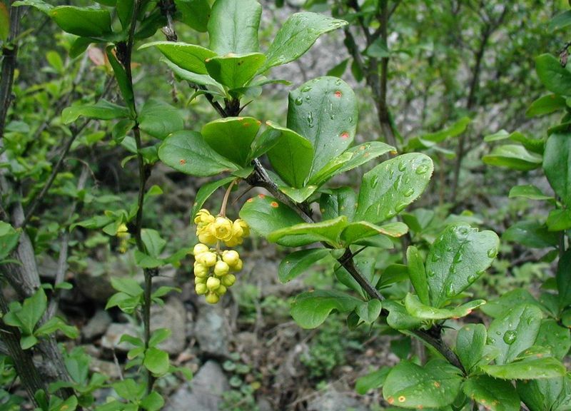 Soubor:Berberis-vulgaris-flowers.jpg