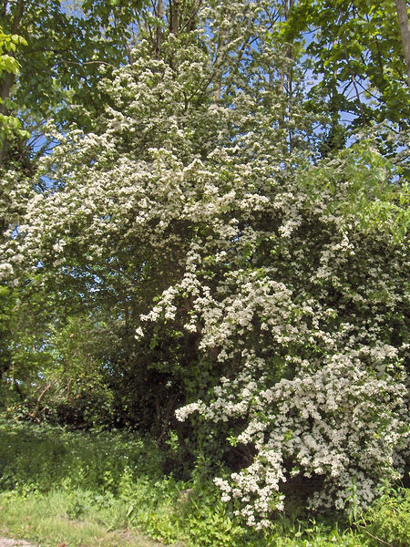 Soubor:Crataegus monogyna(03).jpg