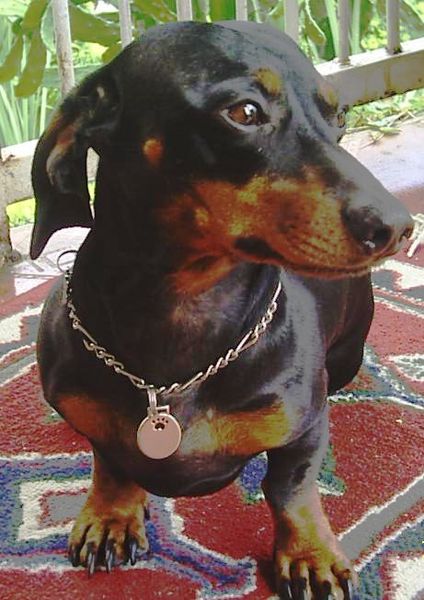 Soubor:Dachshund oliver 461x652.jpg