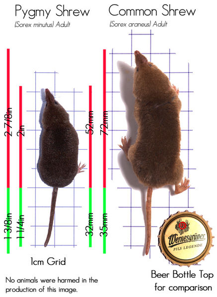 Soubor:Sorex minutus and Sorex araneus size comparison - en.jpg