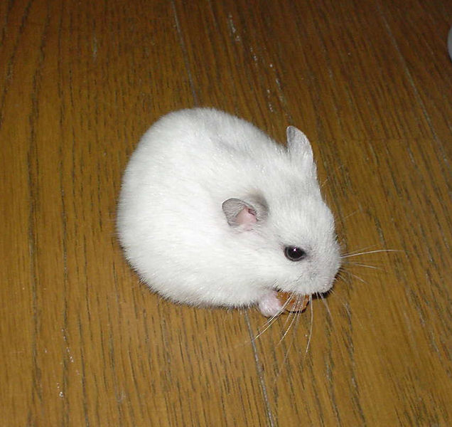 Soubor:Djungarian Hamster Pearl White.jpg