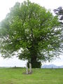 'The Green Green Grass Of Home' - geograph.org.uk - 823311.jpg