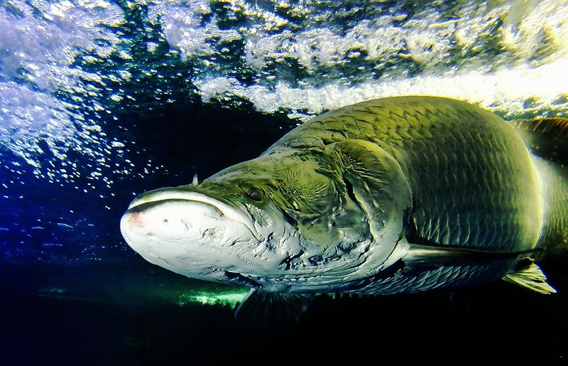 Soubor:Arapaima gigas-2013-Flickr.jpg