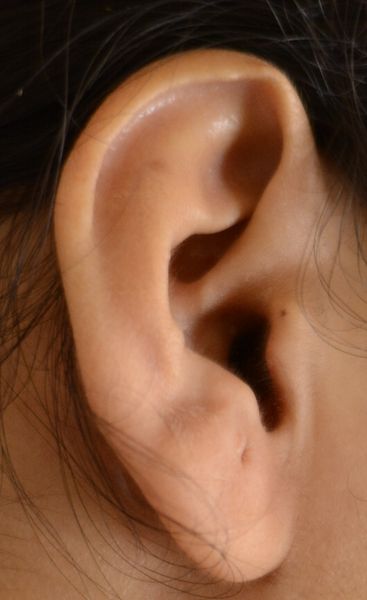 Soubor:Human Ear.jpg