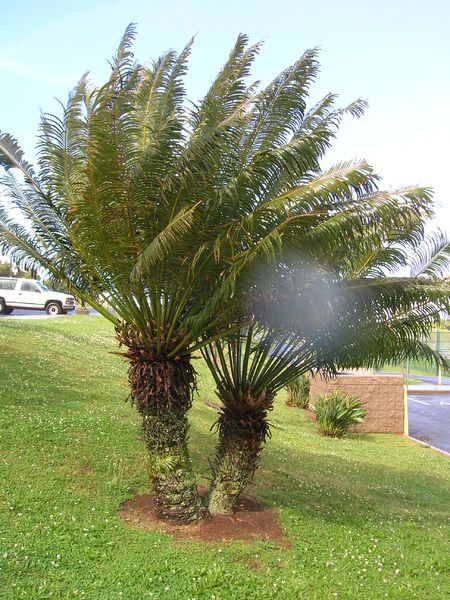 Soubor:Starr 060507-8083 Cycas circinalis.jpg