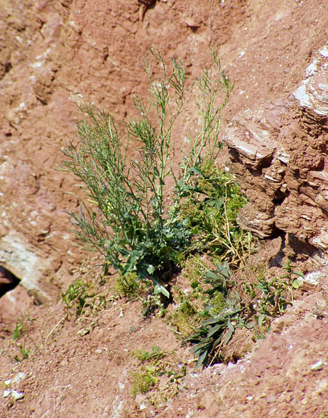 Soubor:Brassica oleracea Helgoland2.jpg