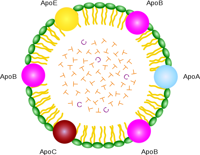 Soubor:Chylomicron.png