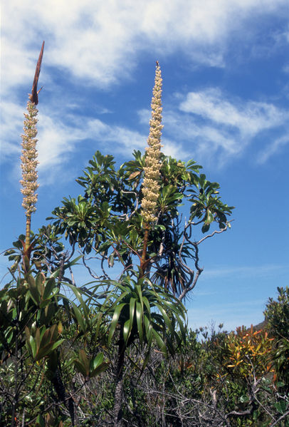 Soubor:Dracophyllum verticillatum (scott.zona).jpg