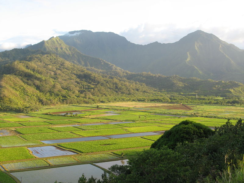 Soubor:Taro fields.JPG