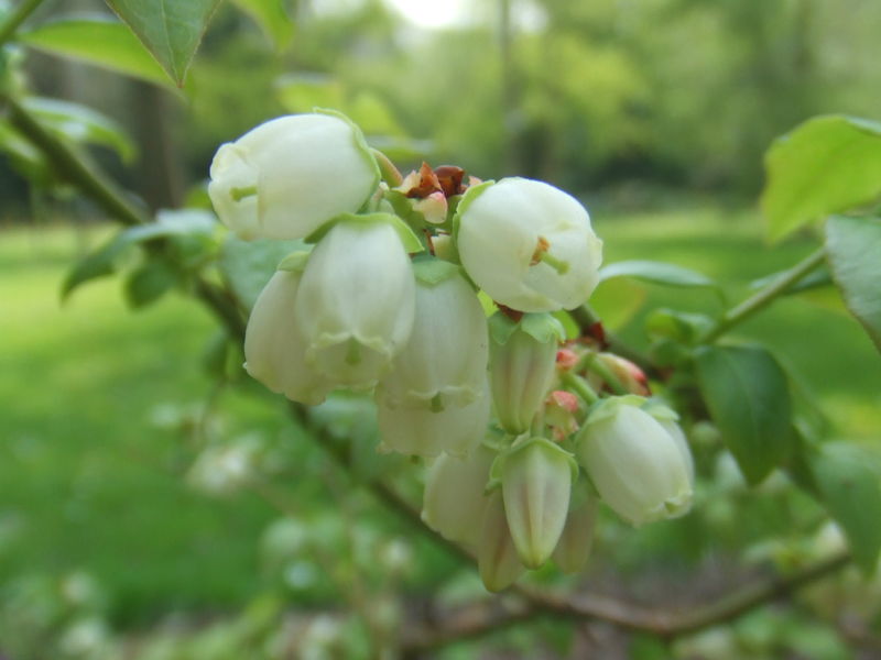 Soubor:Vaccinium corymbosum.jpg