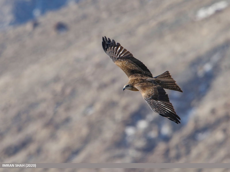 Soubor:Black Kite (Milvus migrans)-2020-Flickr1.jpg