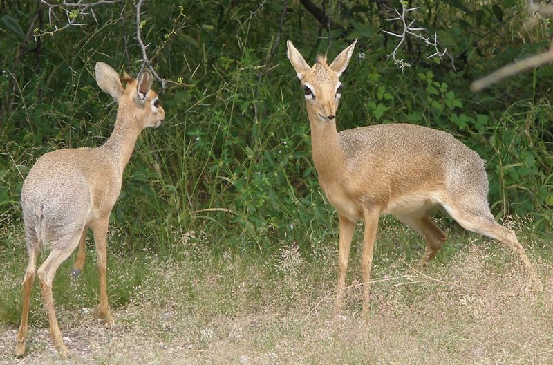 Soubor:Dikdik.jpg