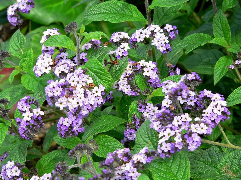 Soubor:Heliotropium arborescens 4.jpg